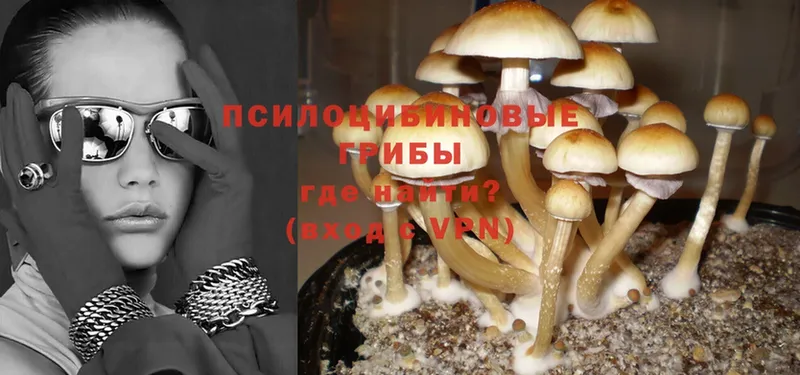 Галлюциногенные грибы Psilocybe  Болотное 